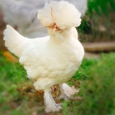 10 Most Rarest Chicken Breeds In The World 2024 UPDATED