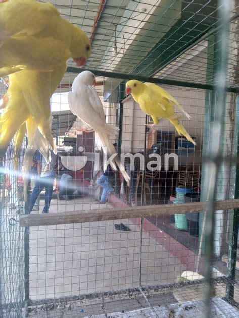 Indian Ring Neck Parrot In Matale City Ikman