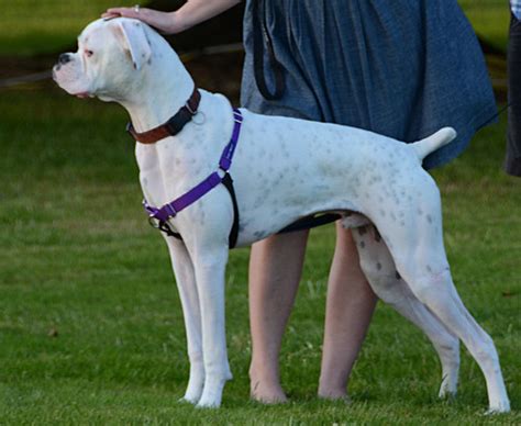 White Boxer Dog Loki Puppy | White Boxer Dog Loki Puppy | Flickr