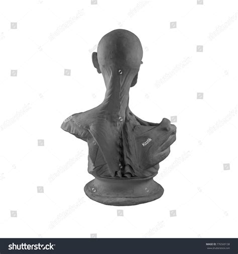 Plaster Statue Naked Man Anatomically Shaped Stock Photo Edit Now