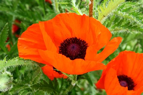 beautiful poppies color orange  stock photo public domain pictures