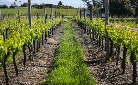 Las Ayudas A La Destilaci N Y Almacenamiento De Vino Se Pueden