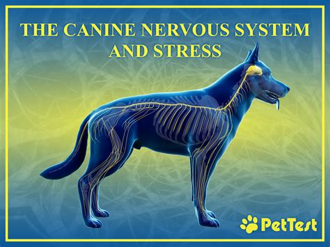 The Canine Nervous System And Stress Pettest By Advocate