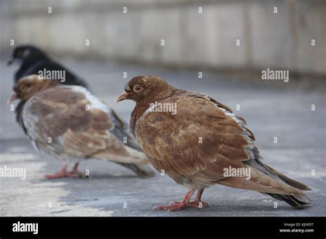 Pigeons Stock Photo Alamy