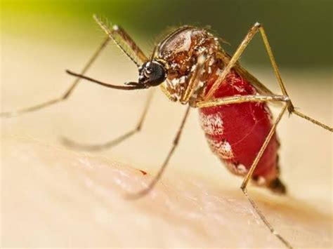 Veracruz Cuarto Lugar Nacional Por Dengue