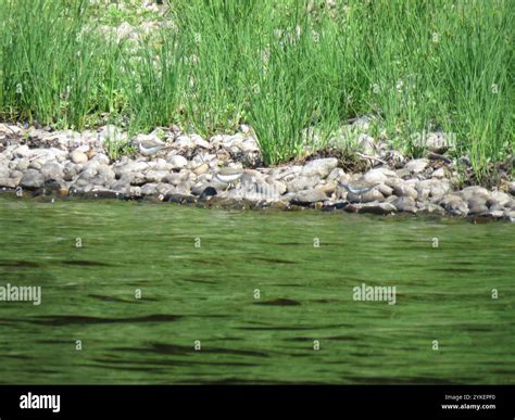 Spotted Sandpiper Actitis Macularius Stock Photo Alamy