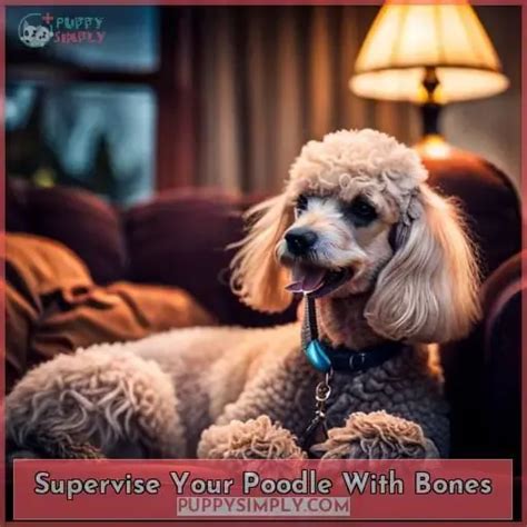 Can Poodles Chew On Bones Safe And Unsafe Options
