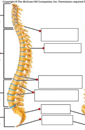 Vertebral Column Diagram Quizlet