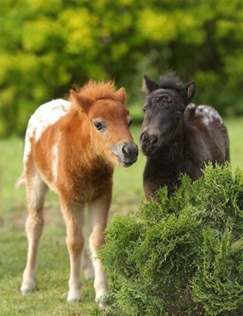 These Cute Ponies 🐴 : r/CuteAnimalsTogether