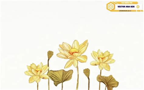 999 Hình ảnh Hoa Sen đẹp Tải Miễn Phí Hoa Sen Vector And Png