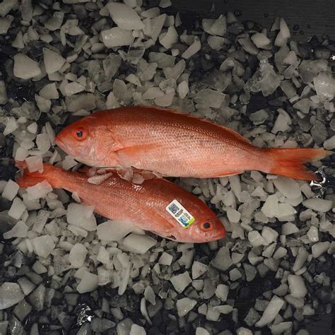 Red Snapper Vs Vermilion Snapper