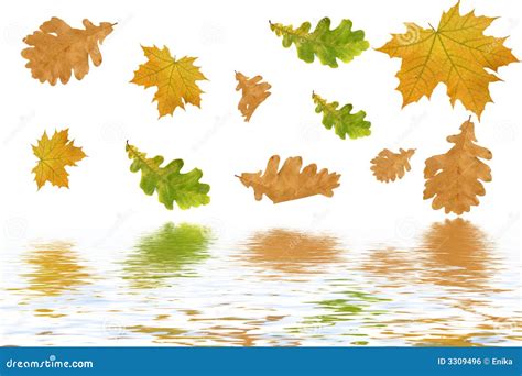 Multi Coloured De Herfstbladeren Stock Foto Image Of Oktober