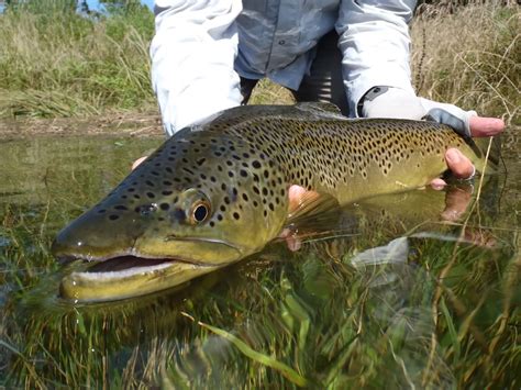 25” Hopper Brown Ben Levin Report The Ozark Fly Fisher Journal