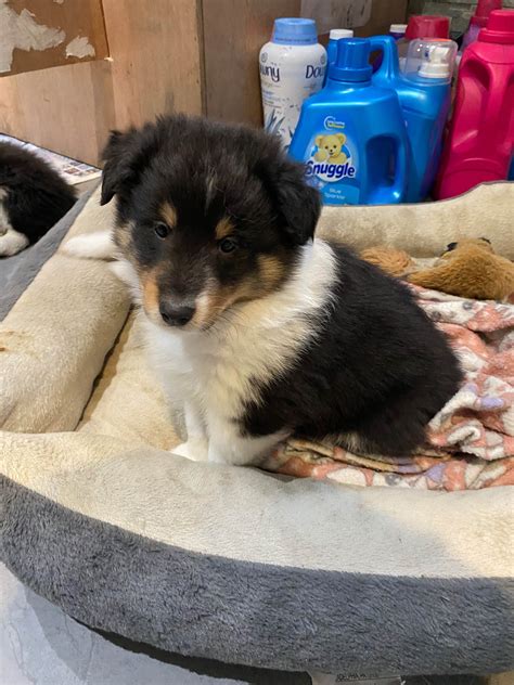 Shetland Sheepdog (Sheltie) Puppies For Sale In Pennsylvania