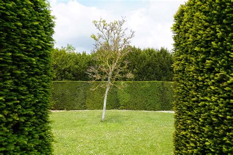 What Are The Best Hedge Plants Easy Way To Garden