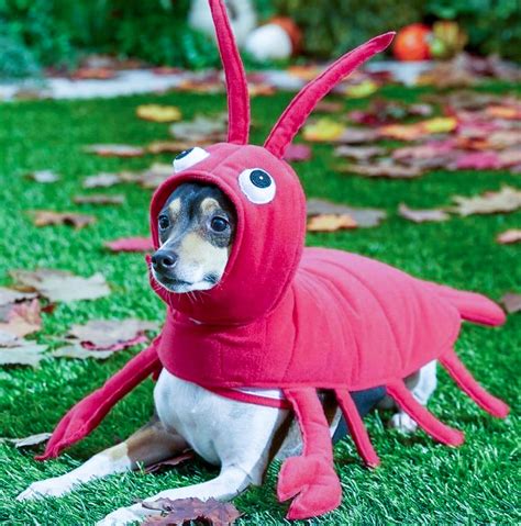 Funny Dogs In Costume • Enchanted Little World