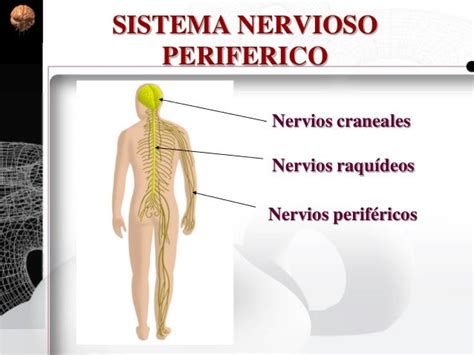 sistema nervioso periferico  emaze
