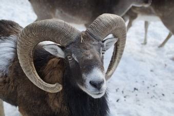 Mouflon Sheep Breed Information, History & Facts - RaisingSheep.net