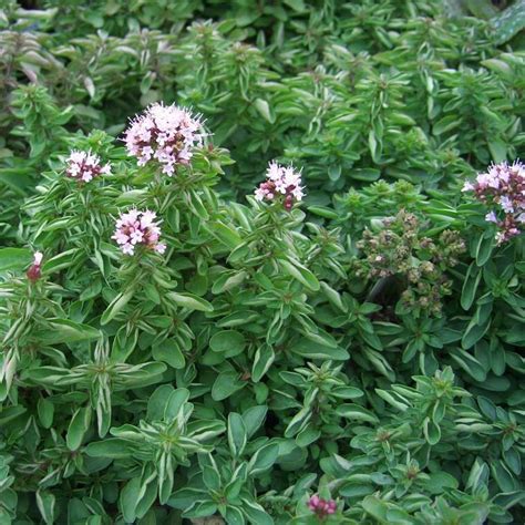 Origanum vulgare 'Compactum' Oregano Compact | Buy Herb Plants