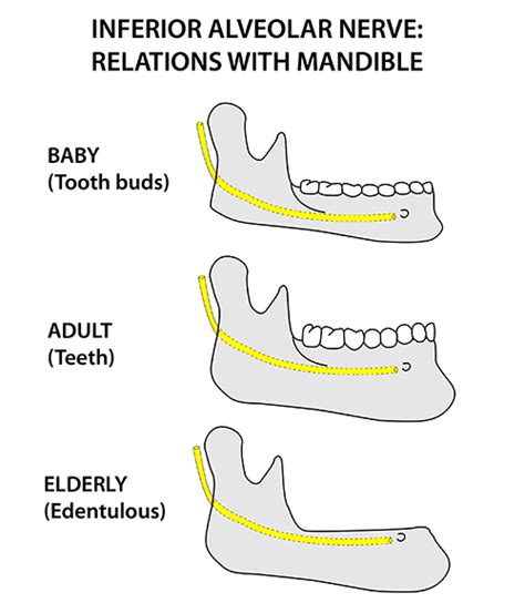 Inferior Alveolar Nerve Anatomy