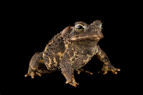 New Pinocchio Frog Species Has A Strange Pointy Nose National Geographic