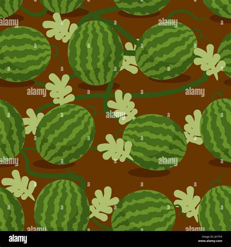 Water Melon Plantation Seamless Pattern Fruity Vector Background