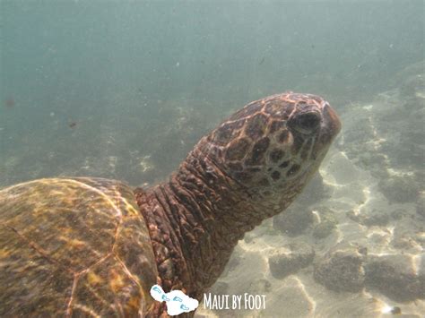 Best Places to see Sea Turtles in Maui for free! - Maui by Foot