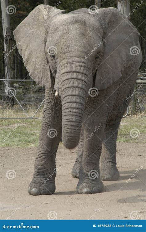 Knysna Elephants stock photo. Image of south, feet, tourism - 1575938