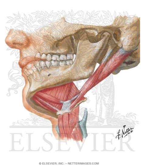 Floor Of Mouth Muscles | Viewfloor.co