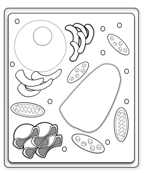 Plant Cell Diagram Quizlet