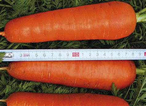 ЮГАГРОХИМ - Профессиональные семена овощных и бахчевых культур ...