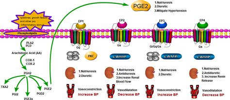 Frontiers Roles Of Ep Receptors In The Regulation Of Fluid Balance