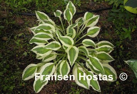 Hosta Naked Lady Fransen Hostas
