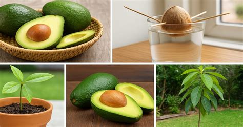 how to grow avocados at home