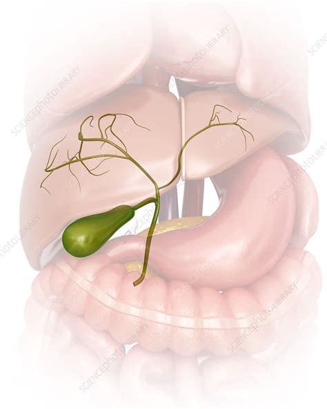 Human Gall Bladder Illustration Stock Image F012 2087 Science