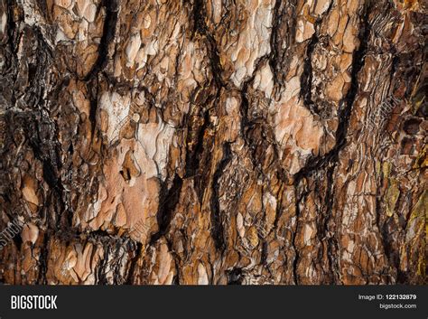 Dark Fir Bark Image And Photo Free Trial Bigstock