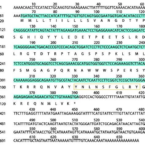 The Kiss Nucleotide Sequence And Its Amino Acid Sequence Sequences In