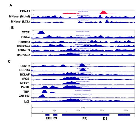 Histone Modifications And Transcription Factor Occupancy At Orip A