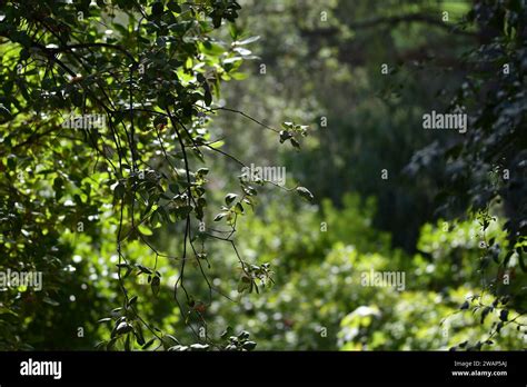 Bosque Ecosystem Hi Res Stock Photography And Images Alamy