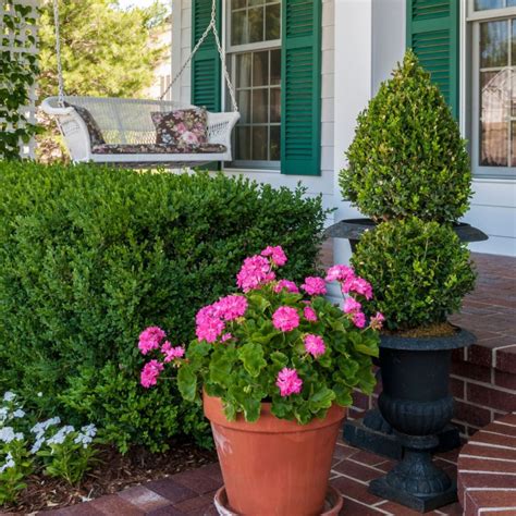 Low Maintenance Evergreen Plants For Pots