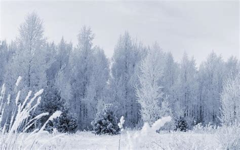 Frozen Forest wallpaper | nature and landscape | Wallpaper Better