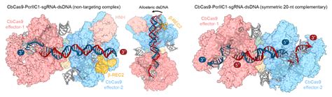 科学网—《自然》：刘俊杰白洋陈春来团队合作发现crispr免疫增效子，建立cas9核酸酶生长进化模型 小柯生命的博文