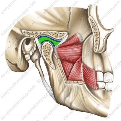 temporomandibular joint easy anatomy