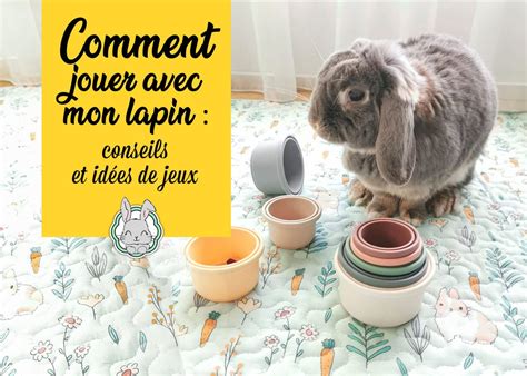 Comment Jouer Avec Mon Lapin Conseils Et Id Es De Jeux Mon Lapin Nain