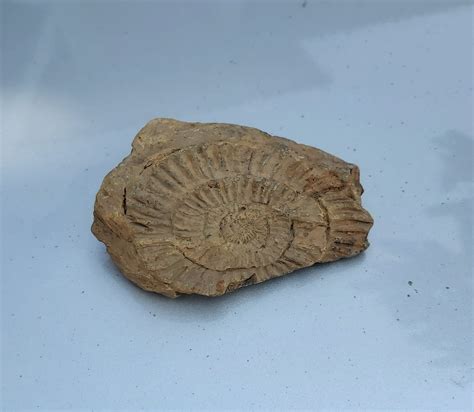 Mollusk fossil identification - Fossil ID - The Fossil Forum