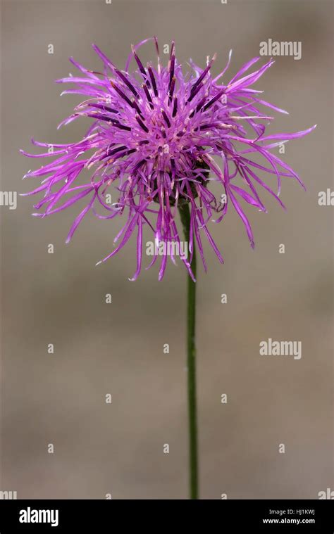 Flower Plant Brown Brownish Brunette Violet Pollen Petal Stalk Stem Stock Photo Alamy