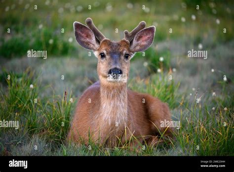 Young Blacktail Deer Buck With Velvet Antlers At Hurricane Ridge In