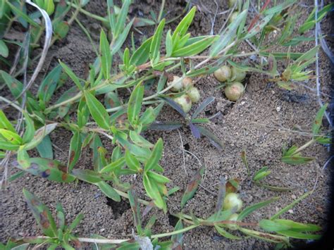 East African Plants A Photo Guide Pentanisia Sykesii Hutch