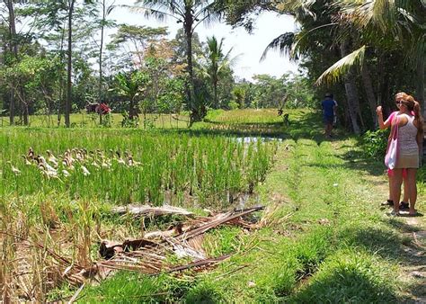 pejeng indonesia   places  visit tripadvisor