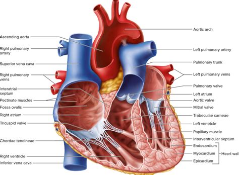 Heart Cut In Half Diagram Quizlet